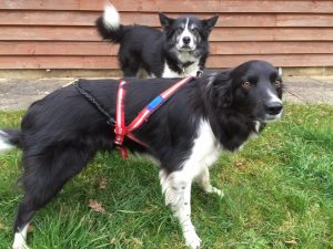 Read more about the article The importance of getting a properly fitted harness for your dog