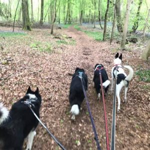 Dog Walking/Hiking