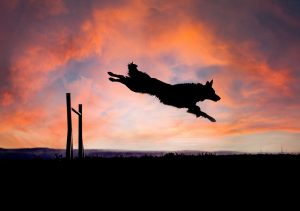 Read more about the article Top Tips for taking action photos of your dog – By Rae Prince
