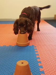 Read more about the article Scentwork – A different way to ‘work’ your dog