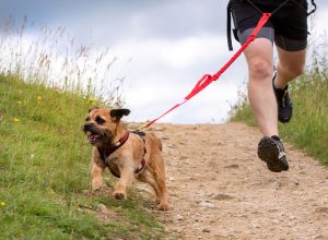 Read more about the article Top Five Harnesses for Running with Small Dogs