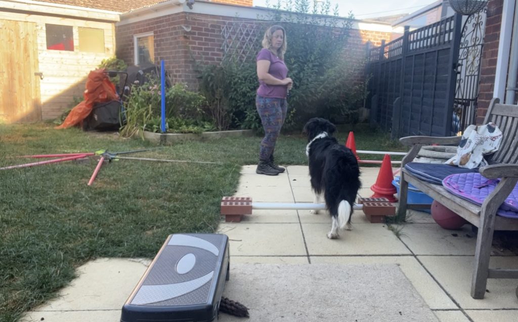 Activity obstacle course for dogs set up in your own back garden