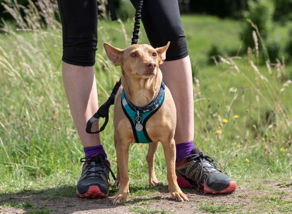 Small dog in canicross harness with bungee lead standing between owners legs