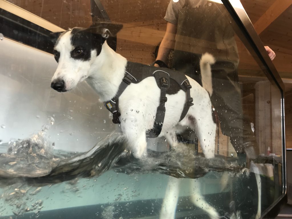 Big white mixed breed dog enjoying splashing around in a hydrotherapy treadmill