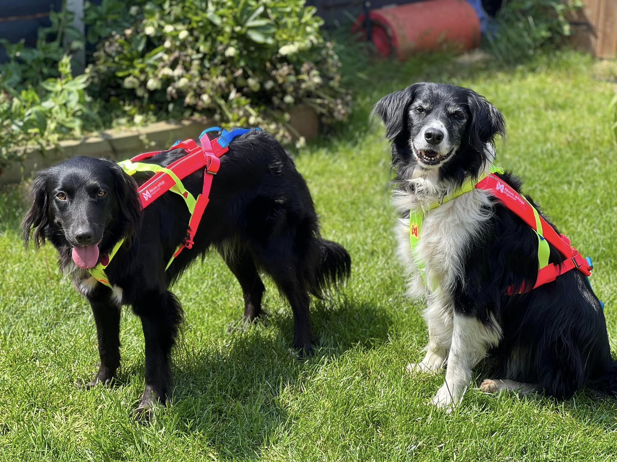 NonStop Limited Edition Freemotion Harness K9 Trail Time Leading