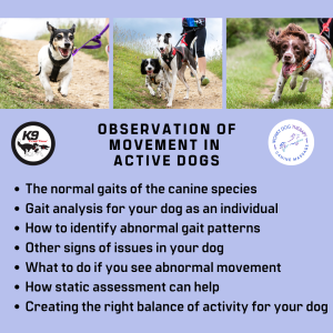Observation of Movement in Active Dogs Masterclass (Webinar Recorded July 18th 2023)