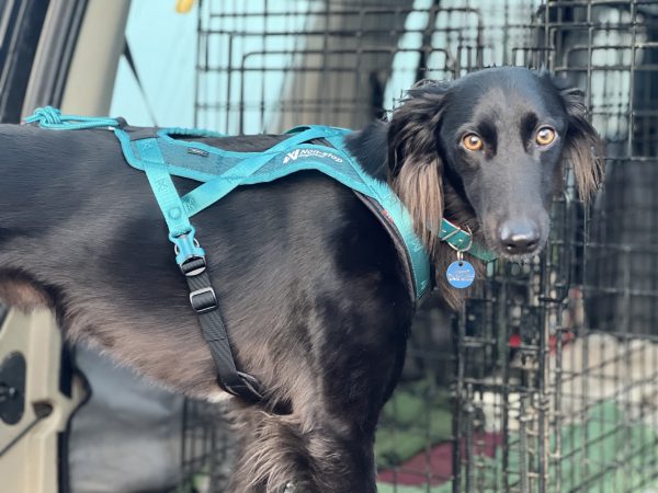 Non-stop Rush Harness - Image 4