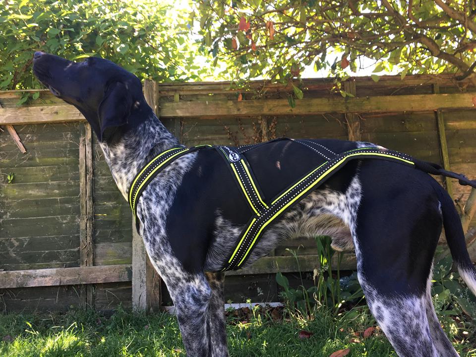 Zero DC 'Cross' Sports Harness used for canicross and bikejor preventing cross rotation if your dog doesnt pull directly
