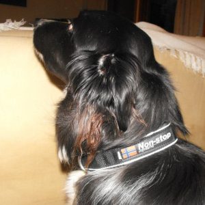 Non-Stop Polar Dog Collar