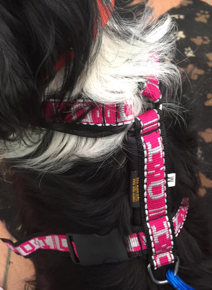 Howling Dog Alaska Distance Harness This multi-use harness is an ideal harness for "beginner" dogs and experienced canine athletes alike available in 8 different sizes and 5 different colours