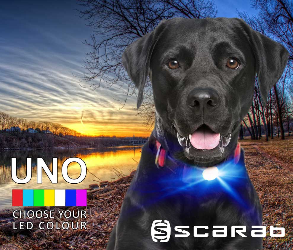 Scarab UNO Light 2020 (For Dogs, Runners, Walkers & Trekkers) single colour LED available in a variety of colours that can be seen for 4km