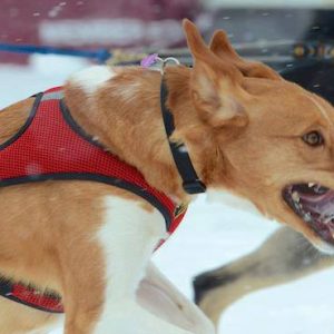Howling Dog Alaska – Second Skin™ Harness