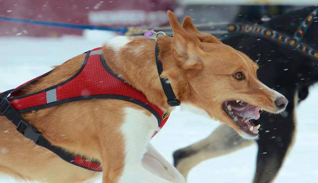 Howling Dog Alaska - Second Skin™ Harness